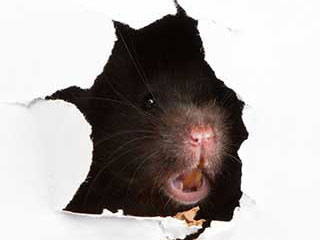 Rodent Proofing Services | Attic Cleaning Hollywood, CA