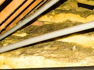 Mold In Your Attic? | Attic Cleaning Hollywood, CA